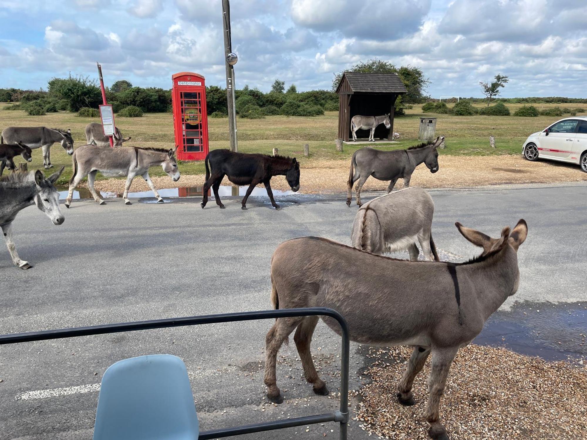 New Forest View Beaulieu Exterior photo